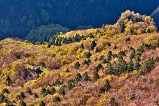 Selva di Progno (Vr), Foresta demaniale di Giazza, Val di Revolto.